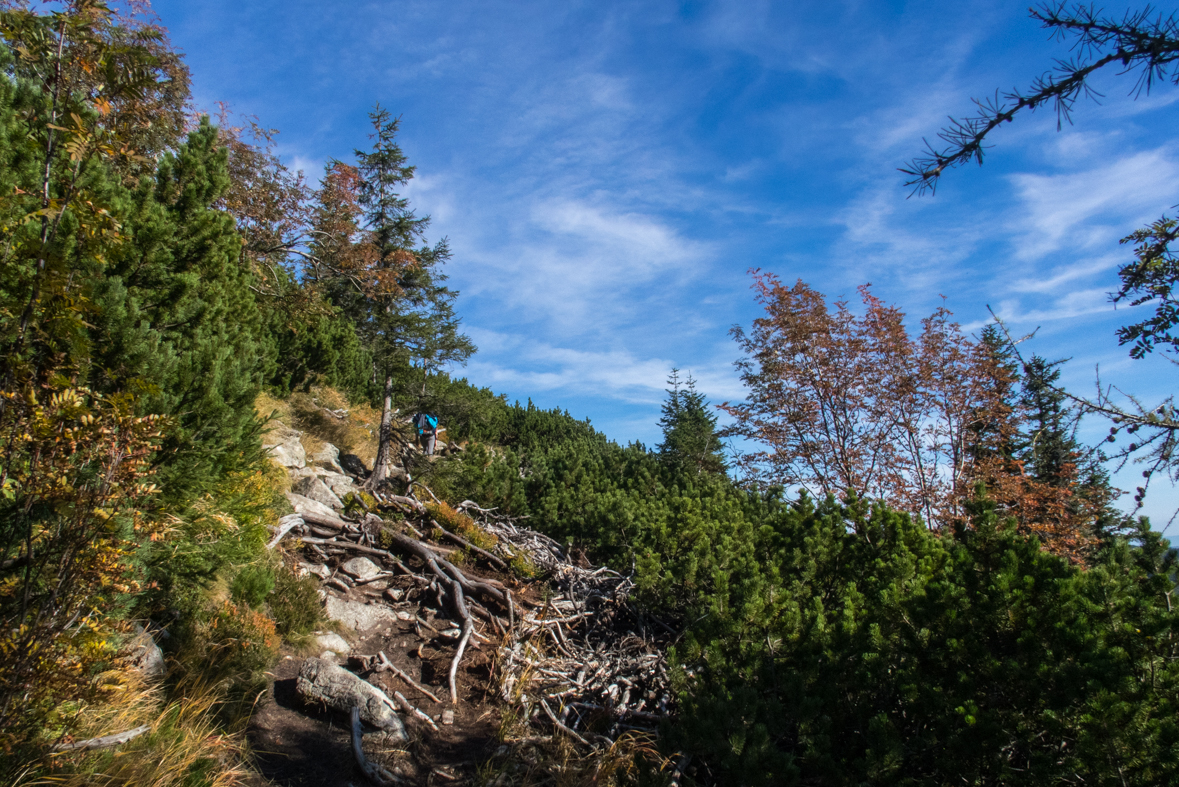 Brestová z chaty Zverovka (Západné Tatry)