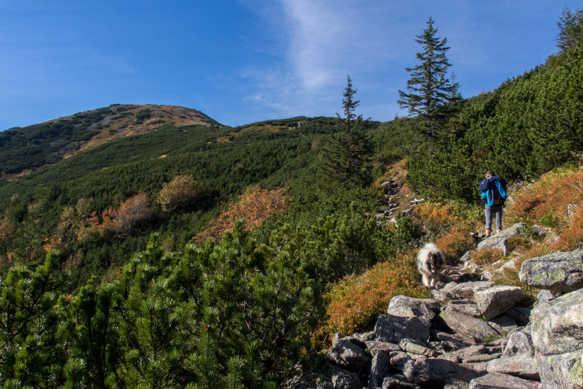 Brestová z chaty Zverovka (Západné Tatry)