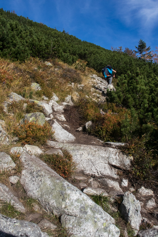 Brestová z chaty Zverovka (Západné Tatry)