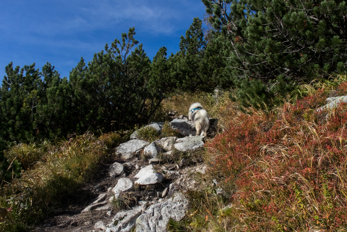 Brestová z chaty Zverovka (Západné Tatry)