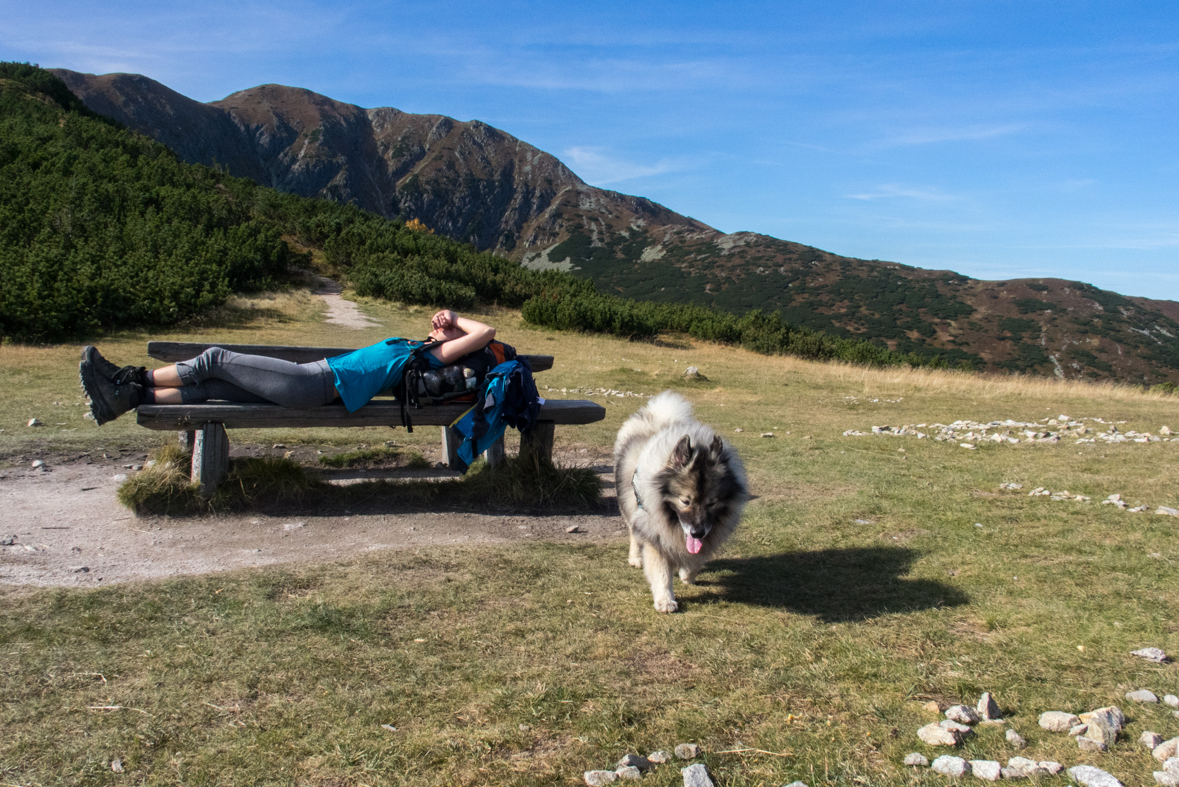 Brestová z chaty Zverovka (Západné Tatry)