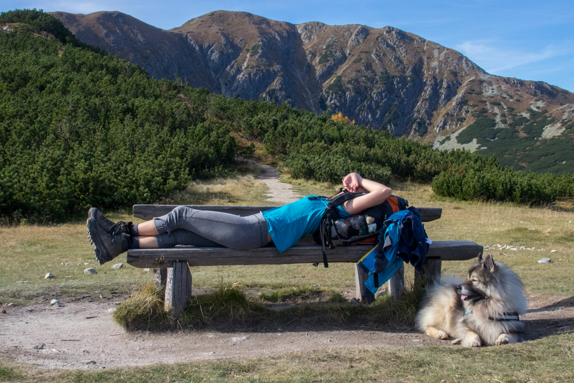 Brestová z chaty Zverovka (Západné Tatry)