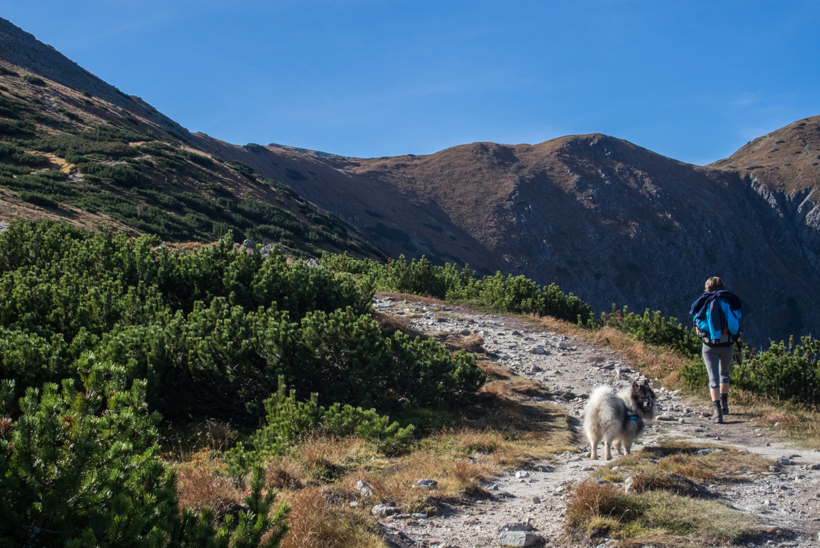 Brestová z chaty Zverovka (Západné Tatry)