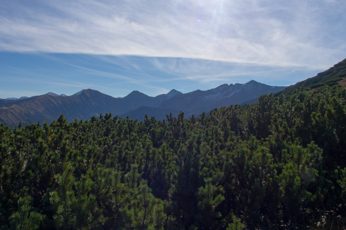 Brestová z chaty Zverovka (Západné Tatry)