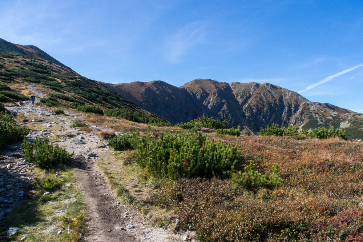 Brestová z chaty Zverovka (Západné Tatry)