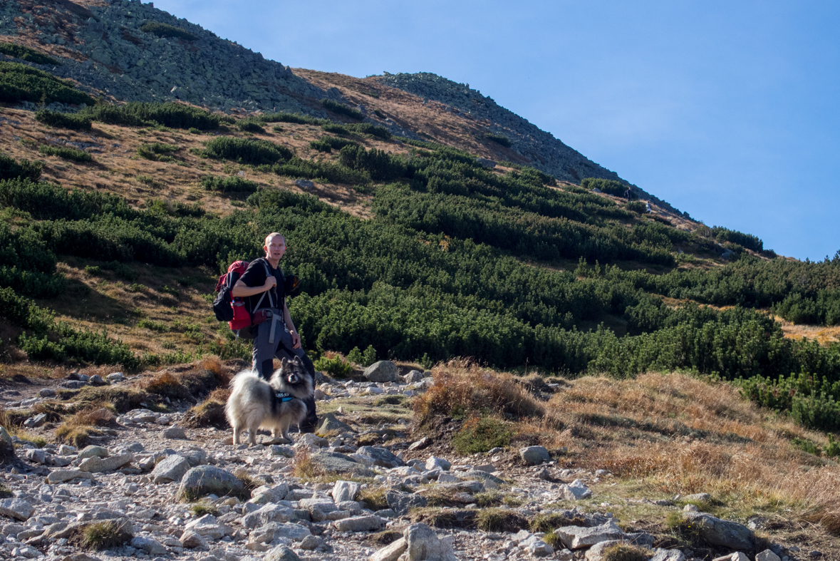 Brestová z chaty Zverovka (Západné Tatry)