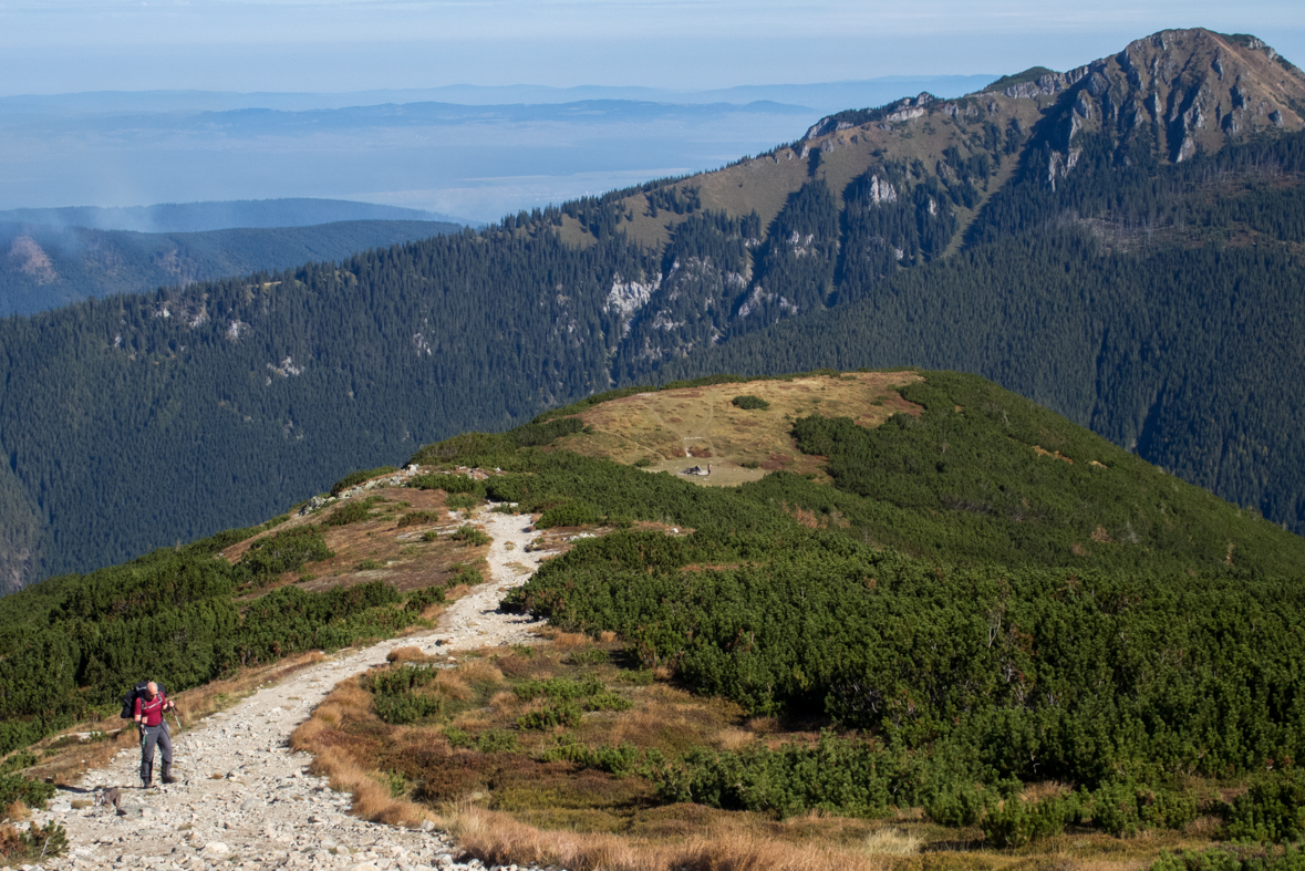 Brestová z chaty Zverovka (Západné Tatry)