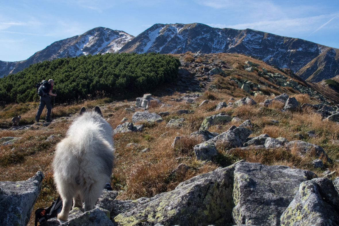 Brestová z chaty Zverovka (Západné Tatry)