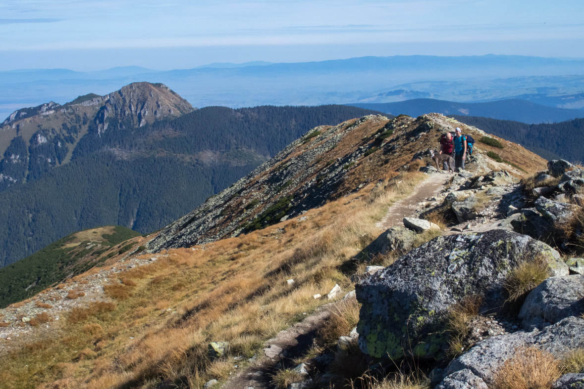 Brestová z chaty Zverovka (Západné Tatry)