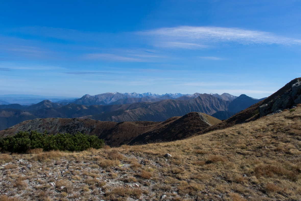 Brestová z chaty Zverovka (Západné Tatry)