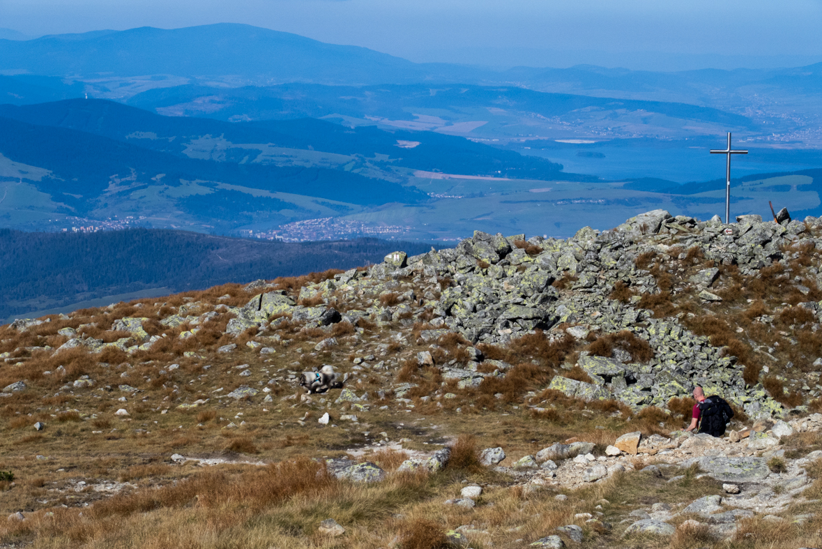 Brestová z chaty Zverovka (Západné Tatry)