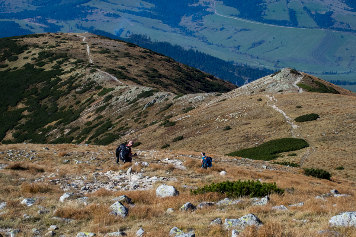 Brestová z chaty Zverovka (Západné Tatry)