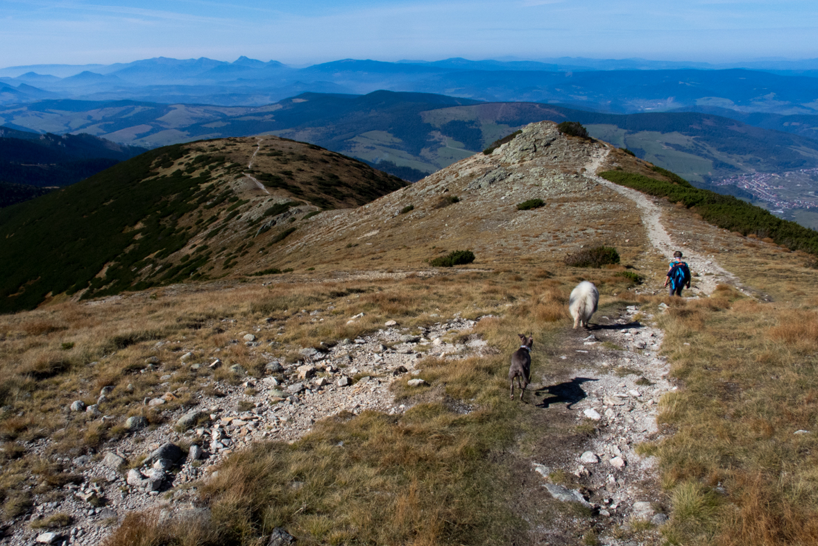 Brestová z chaty Zverovka (Západné Tatry)