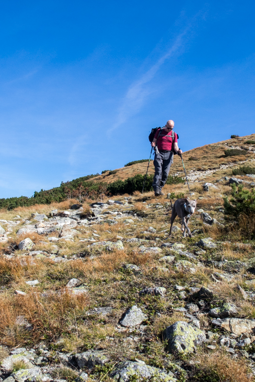 Brestová z chaty Zverovka (Západné Tatry)