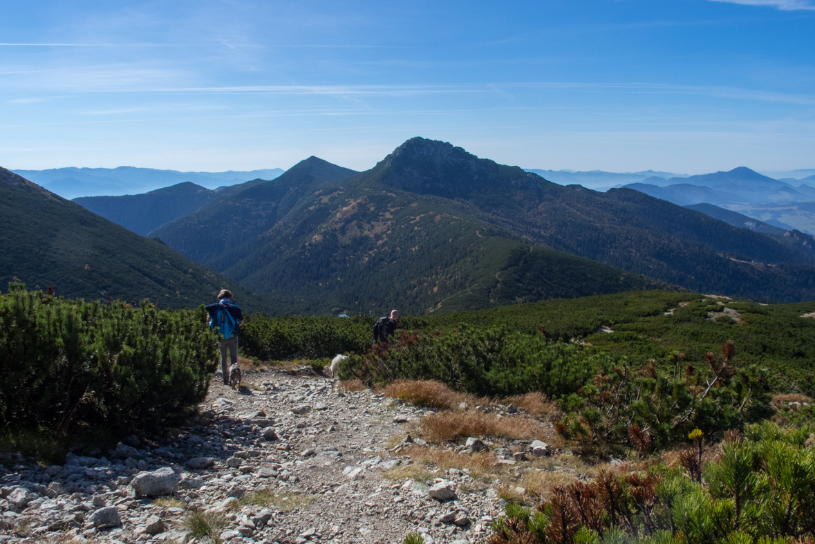 Brestová z chaty Zverovka (Západné Tatry)