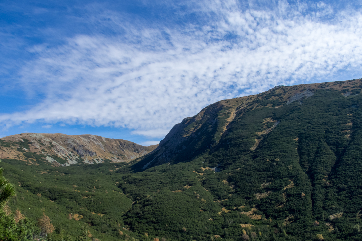 Brestová z chaty Zverovka (Západné Tatry)