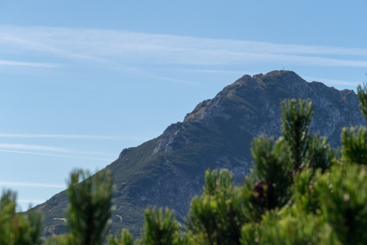 Brestová z chaty Zverovka (Západné Tatry)