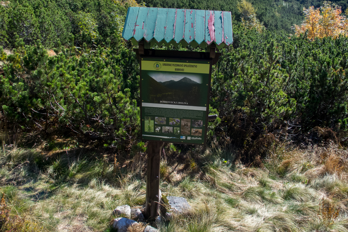 Brestová z chaty Zverovka (Západné Tatry)