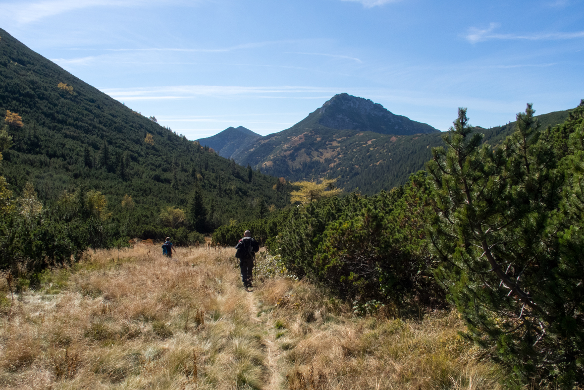 Brestová z chaty Zverovka (Západné Tatry)