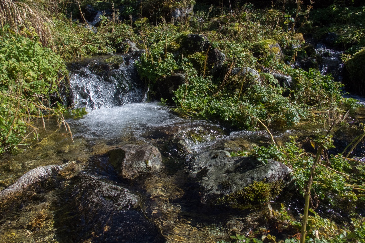 Brestová z chaty Zverovka (Západné Tatry)