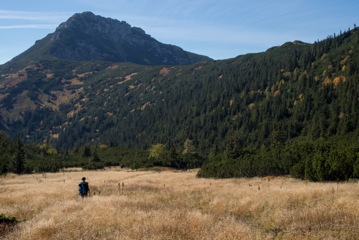 Brestová z chaty Zverovka (Západné Tatry)