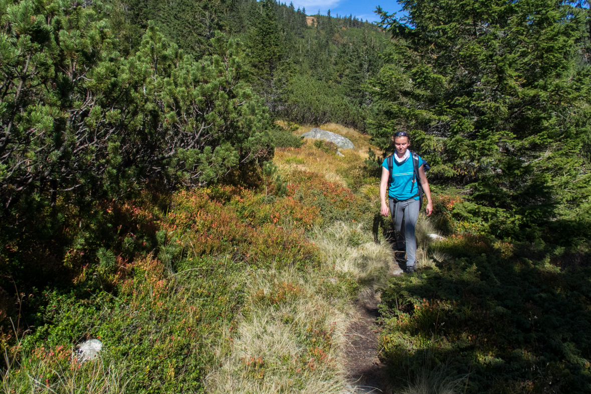 Brestová z chaty Zverovka (Západné Tatry)