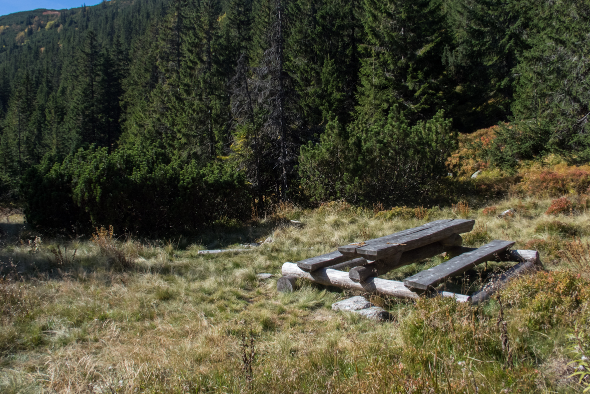 Brestová z chaty Zverovka (Západné Tatry)