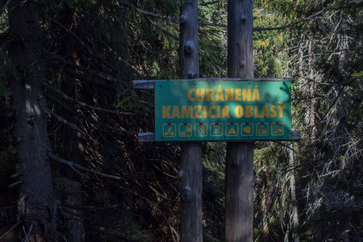 Brestová z chaty Zverovka (Západné Tatry)