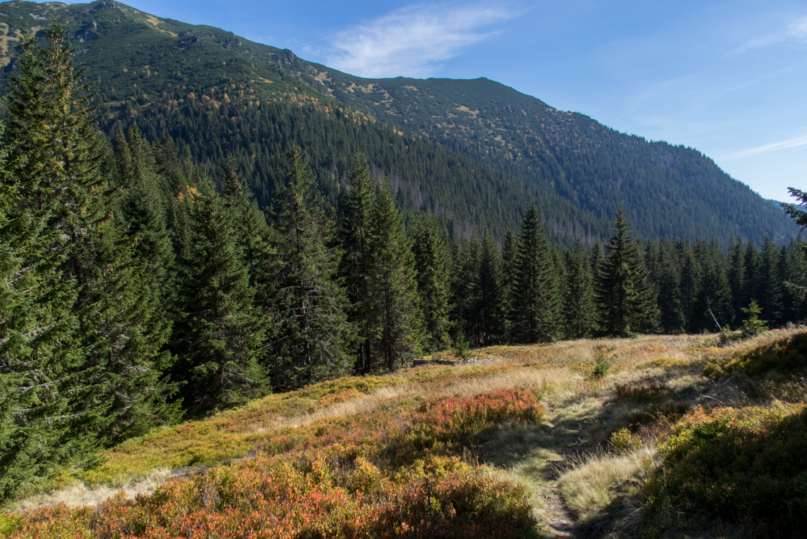 Brestová z chaty Zverovka (Západné Tatry)