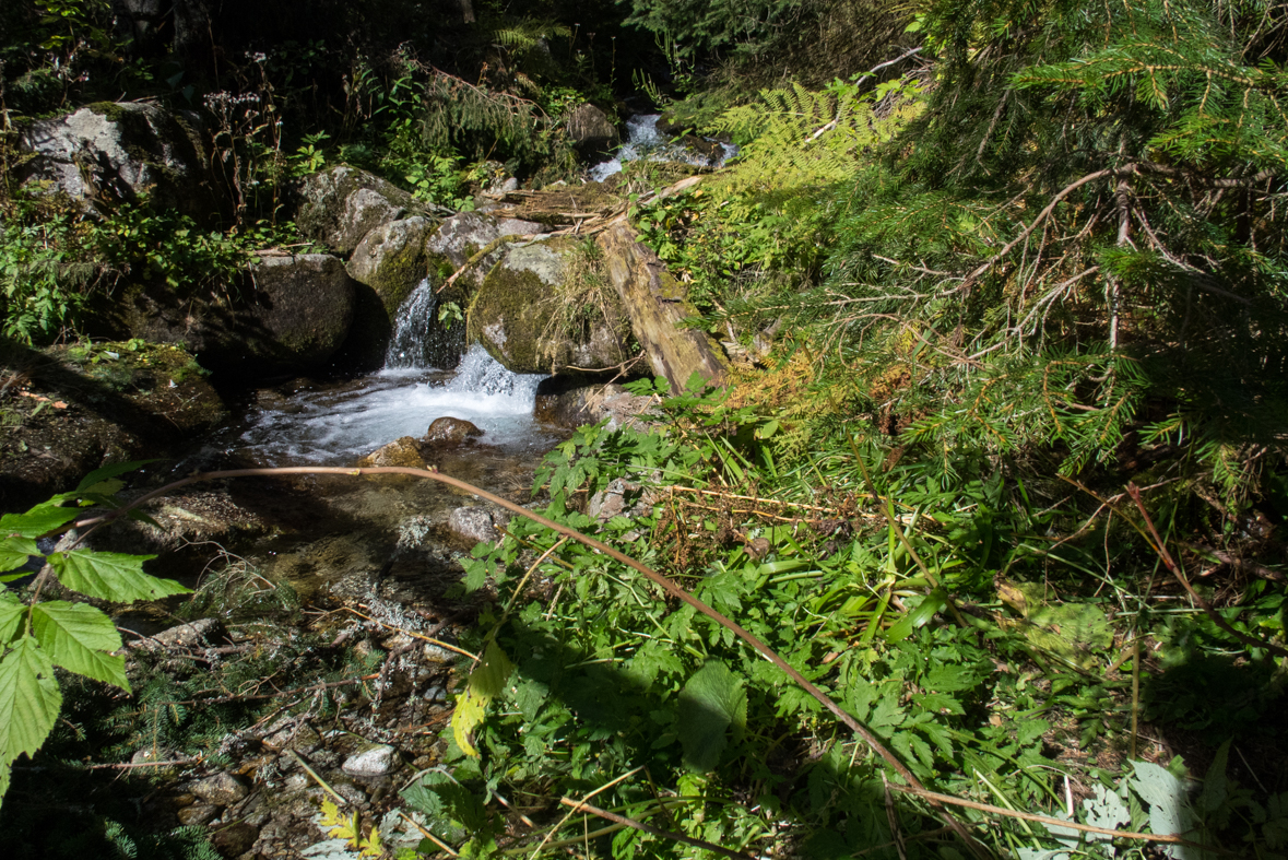 Brestová z chaty Zverovka (Západné Tatry)