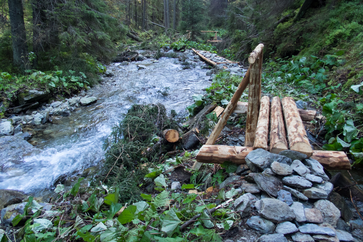 Brestová z chaty Zverovka (Západné Tatry)