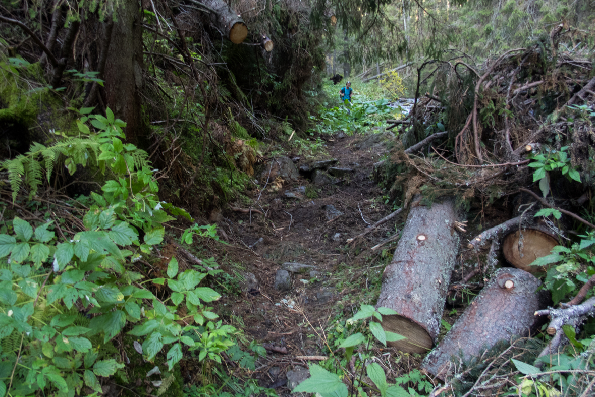 Brestová z chaty Zverovka (Západné Tatry)