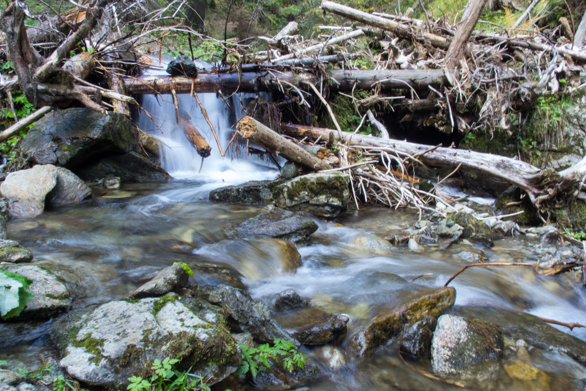 Brestová z chaty Zverovka (Západné Tatry)