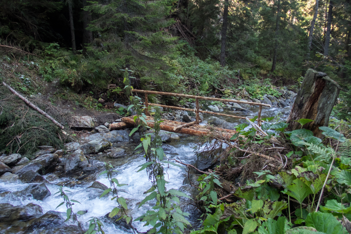 Brestová z chaty Zverovka (Západné Tatry)