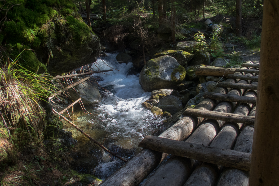 Brestová z chaty Zverovka (Západné Tatry)