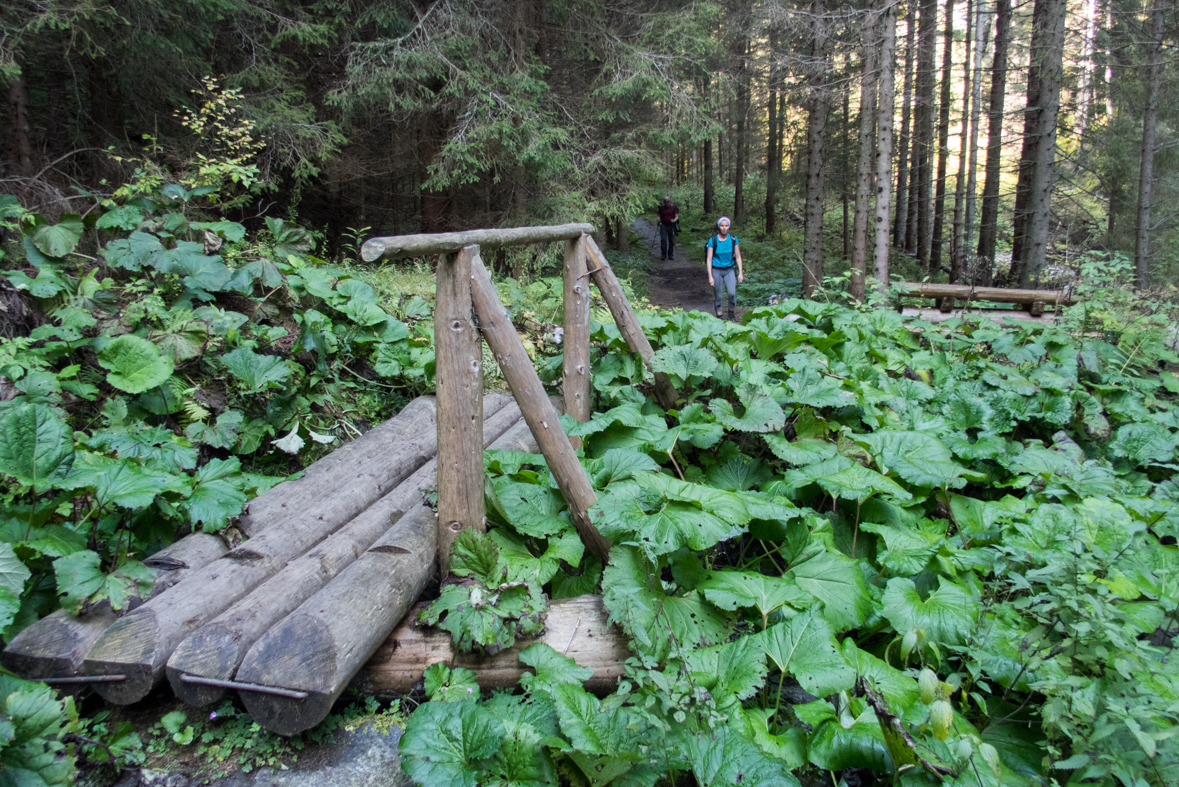 Brestová z chaty Zverovka (Západné Tatry)