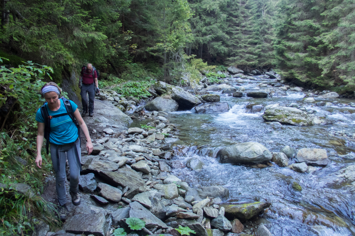 Brestová z chaty Zverovka (Západné Tatry)