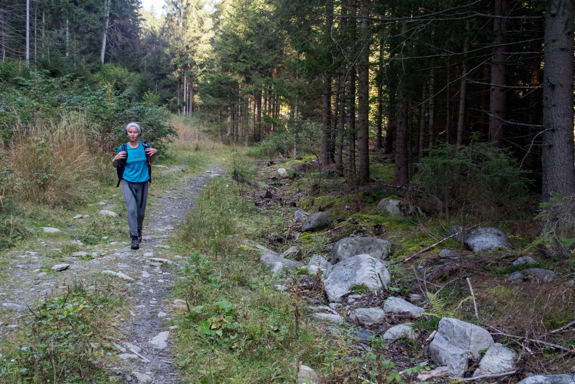 Brestová z chaty Zverovka (Západné Tatry)