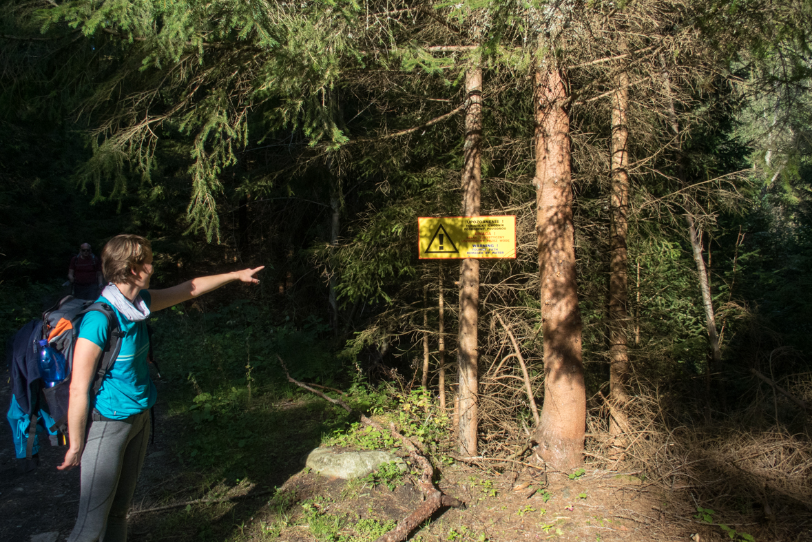 Brestová z chaty Zverovka (Západné Tatry)