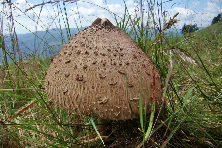 Bukovec a Vysoký vŕšok zo Švedlára (Volovské vrchy)