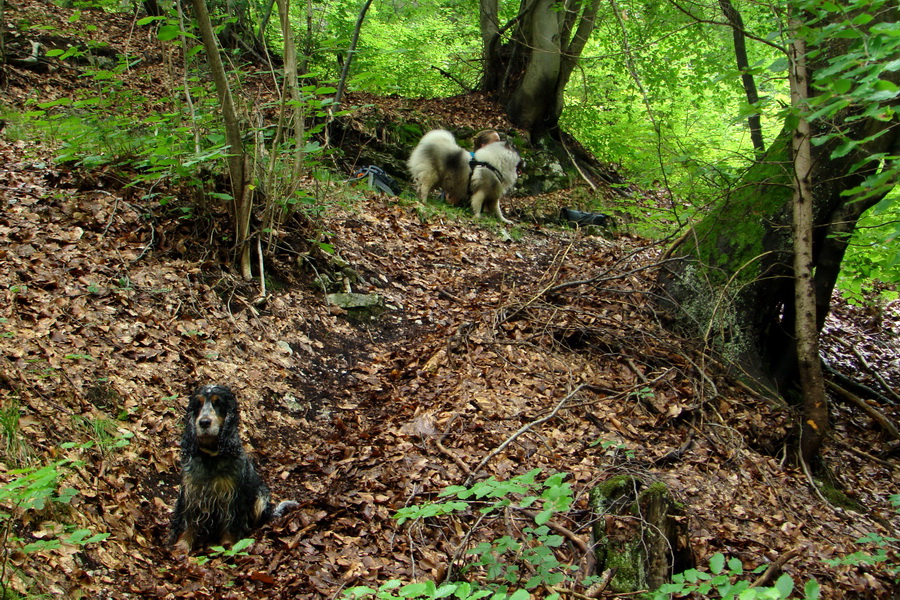 Bukovec a Vysoký vŕšok zo Švedlára (Volovské vrchy)