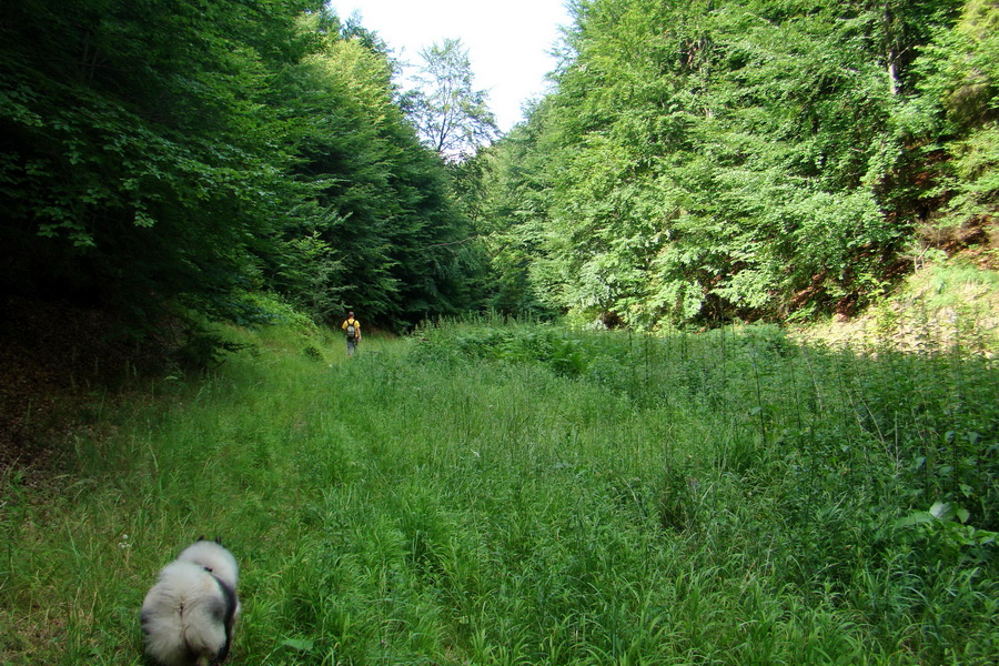 Bukovec a Vysoký vŕšok zo Švedlára (Volovské vrchy)