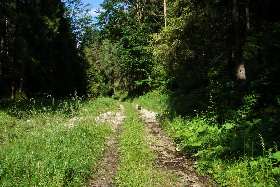 Bukovec a Vysoký vŕšok zo Švedlára (Volovské vrchy)