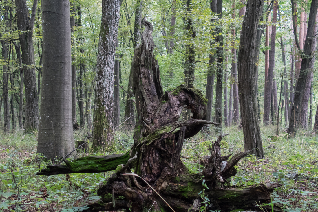 Dievčenská skala zo Silice (Slovenský kras)