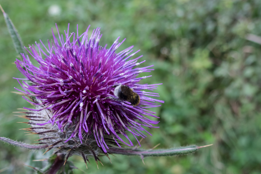 Dievčenská skala zo Silice (Slovenský kras)