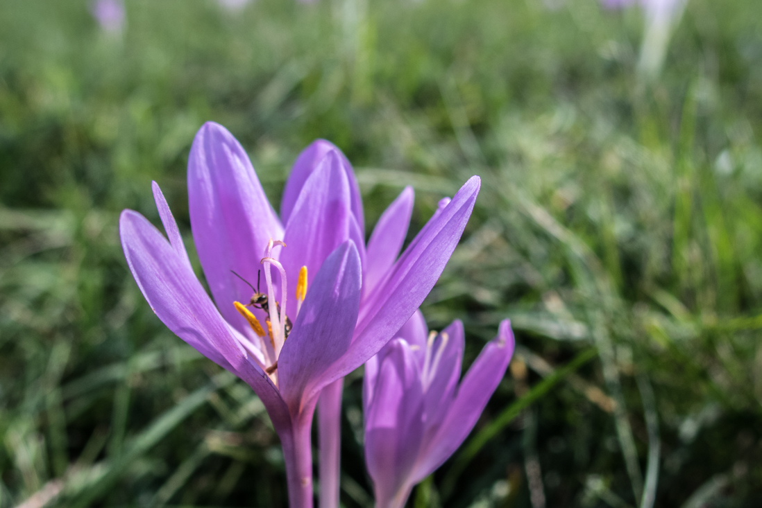 Dievčenská skala zo Silice (Slovenský kras)