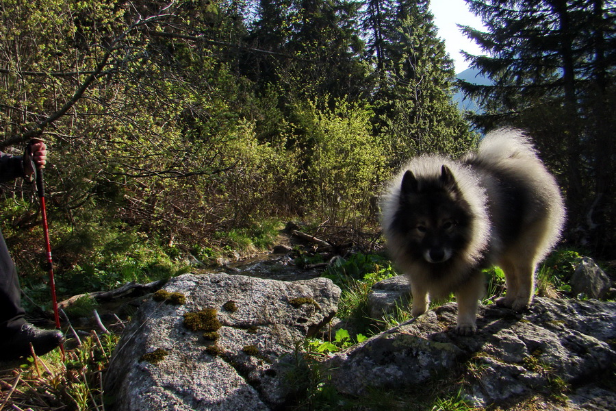 Ďumbier z útulne Brenkus (Nízke Tatry)