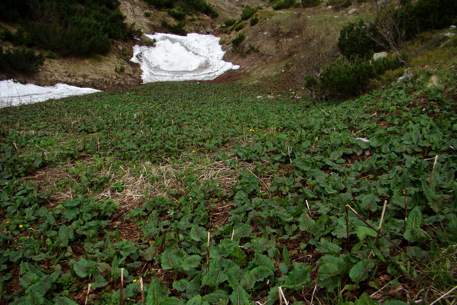 Ďumbier z útulne Brenkus (Nízke Tatry)