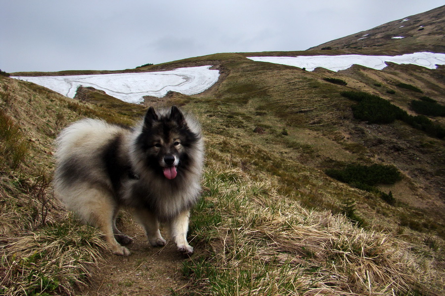 Ďumbier z útulne Brenkus (Nízke Tatry)