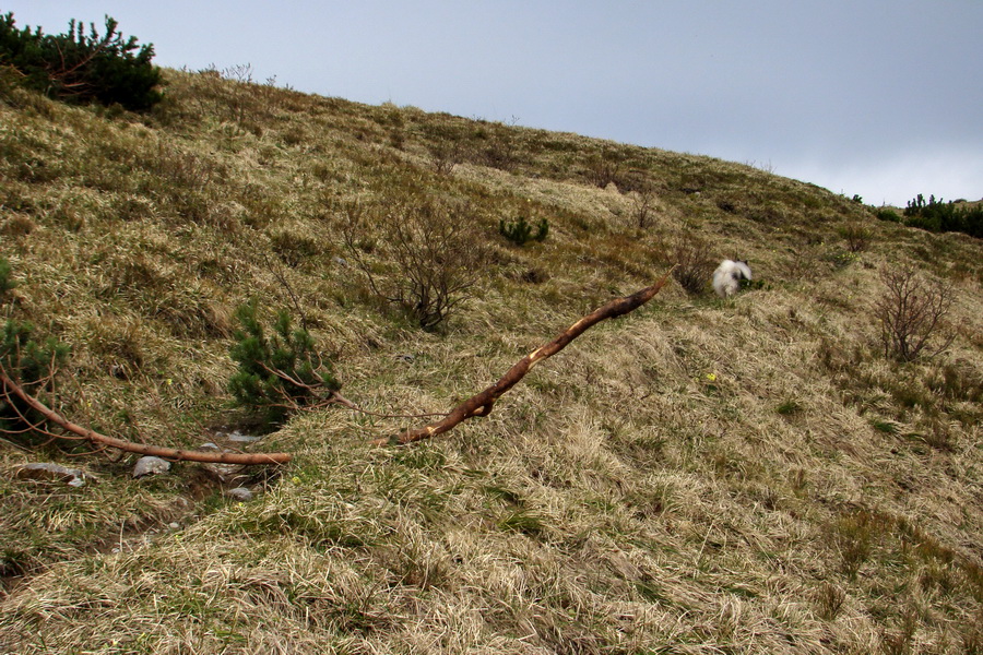 Ďumbier z útulne Brenkus (Nízke Tatry)